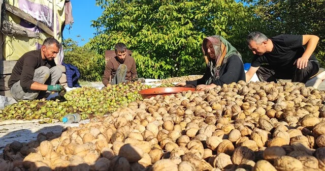 Yozgat ta ceviz hasadı başladı: Üretici verimden memnun Yozgat Son Dakika Haberleri Habertürk Yerel Haberler