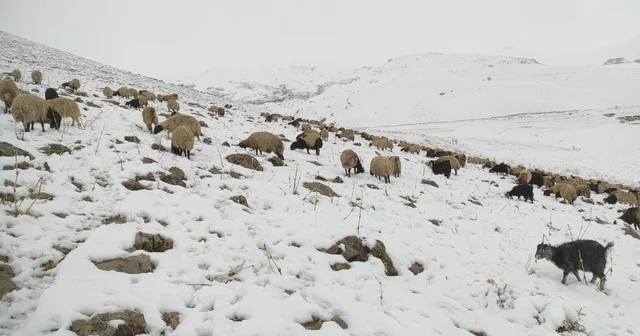 Kar yağdı, koyun sürüsü yaylada kaldı Şırnak Haberleri