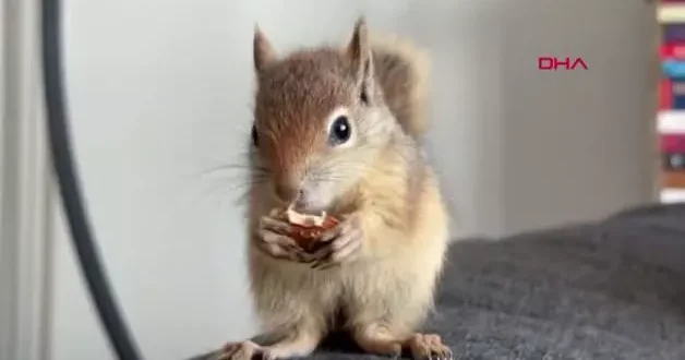 Epileptik nöbet geçiren hasta sincap, tedavi için yurt dışına gönderilecek