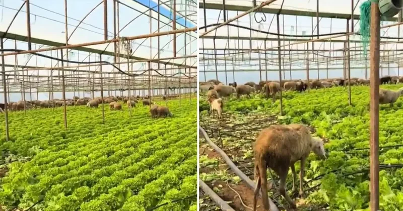 Ürün para etmeyince seraya koyun sürüsünü saldı