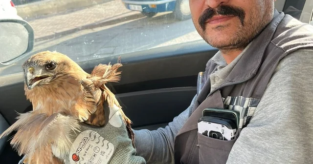 Kırşehir de yaralı halde bulunan şahin tedavi altına alındı Kırşehir Haberleri