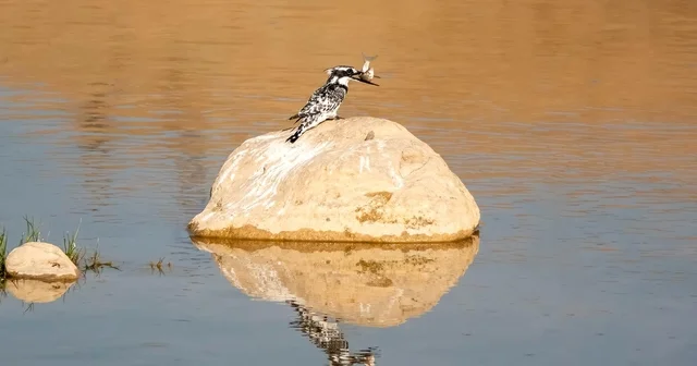 Adıyaman da Alaca Yalıçapkını ilk kez görüntülendi Adıyaman Haberleri
