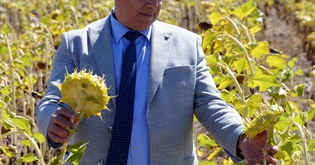 2050 yılında buğday, mısır, ayçiçeği üretimi düşecek Erzurum Haberleri