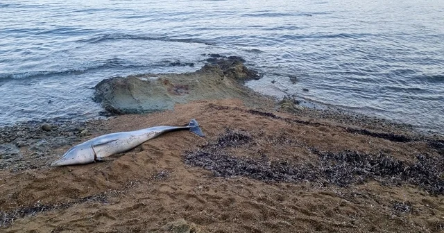 Gelibolu da ölü bir yunus sahile vurdu Çanakkale Haberleri