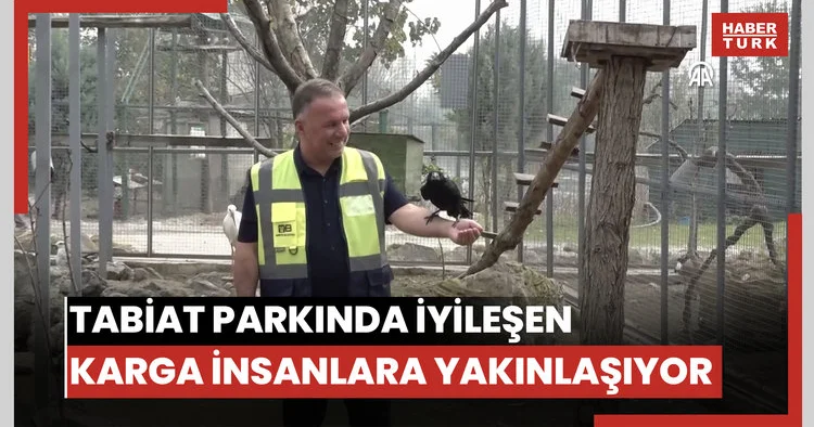 Tabiat parkında iyileşen karga, insanlara yakınlığıyla dikkati çekiyor