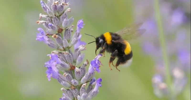 Arılara alfabe öğrettiler Sözcü Gazetesi