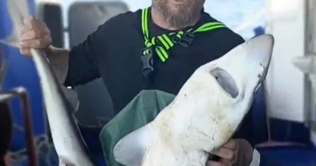 Ağa takılan köpekbalığı denize bırakıldı Kırklareli Haberleri