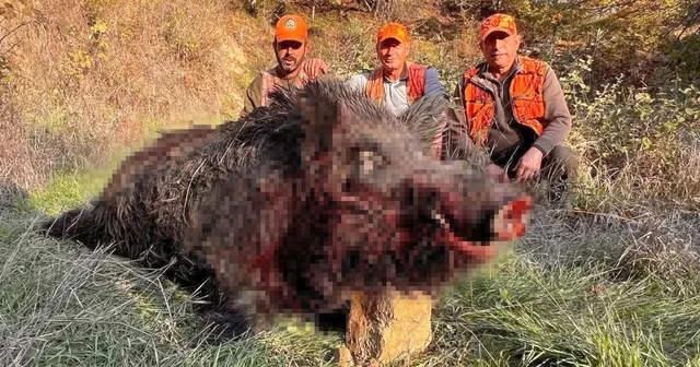 Tekirdağ da avcılar bile şaşırdı: 300 kiloluk yaban domuzu avlandı Tekirdağ Haberleri