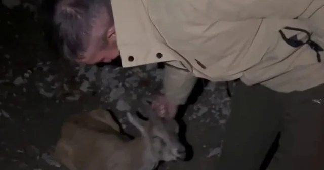 Duyarlı gençlerden örnek davranış Yaralı dağ keçisini yetkililere teslim ettiler Erzurum Haberleri