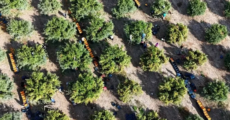 İşçilerin grevi meyveyi dalında bıraktı! Kilosu 3 liraya kadar geriledi