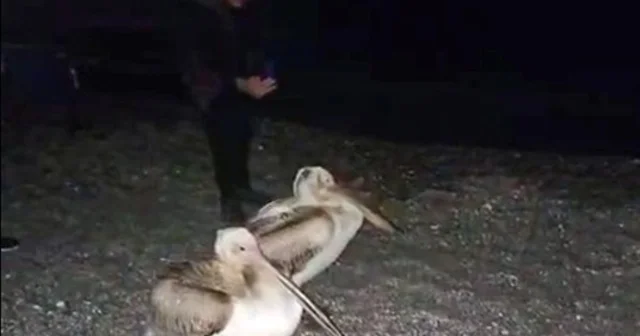Dünyaca ünlü sahilde pelikan şaşkınlığı Konyaaltı Sahili ne gezmeye gelen vatandaşlar, 2 ak pelikanı görünce cep telefonuna sarıldı Antalya Haberleri