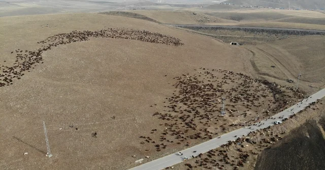 Kars ta göçerlerin zoru yolculuğu başladı Soğuk hava, zorlu arazi şartları kilometrelerce yol göçerleri bekliyor Kars Haberleri