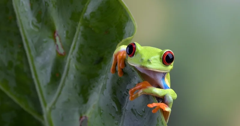 Ciltlerinden nefes alıyor ve besleniyorlar... Kurbağalar hakkındaki 10 ilginç bilgi!