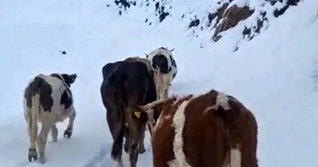 Hizan da yayladaki hayvanlar kara hazırlıksız yakalandı Bitlis Haberleri