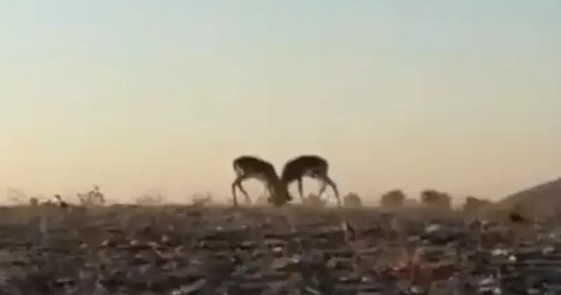 Dağ ceylanlarının kafa kafa verdiği mücadele kamerada