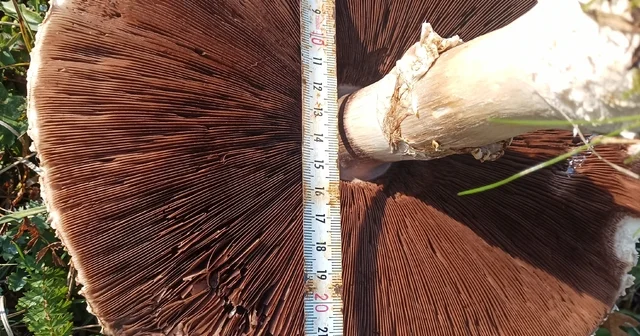 Doğada büyüyen dev mantarlar şaşkına çevirdi Samsun Haberleri