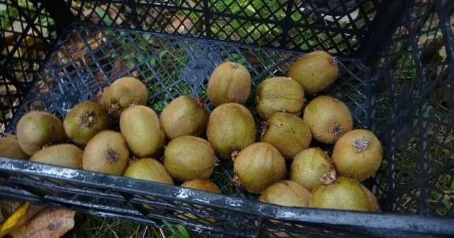 Kivi üreticileri İran kivisinden rahatsız Yalova Haberleri