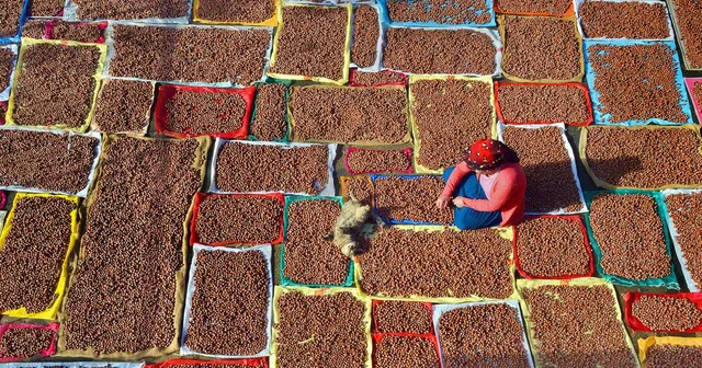 3 lü kıskaçtaki fındıkta düşük rekolteye rağmen hedef rekor ihracat Trabzon Haberleri