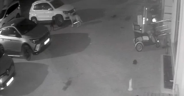 Sokak köpekleri park halindeki aracı parçaladı: O anlar kamerada Kastamonu Haberleri