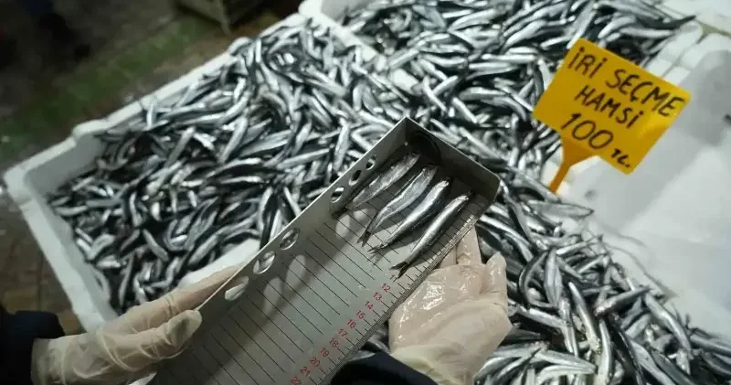 Balık tezgahlarına yakın markaj: 109 kişi ve işletmeye 2,5 milyon TL ceza Samsun Haberleri