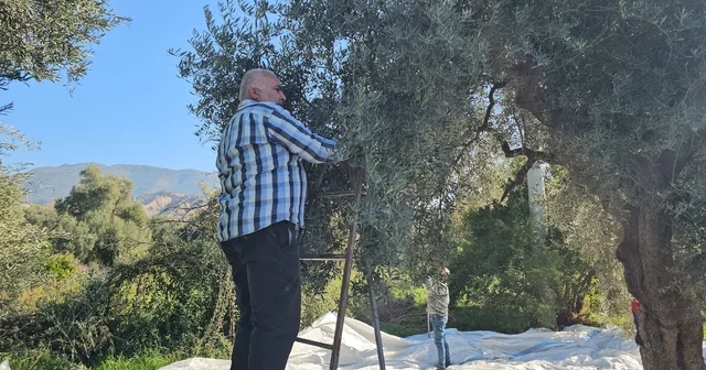 Aydın da zeytin hasadı sürüyor Kaymakam Kan, zeytin hasadına katıldı Aydın Haberleri