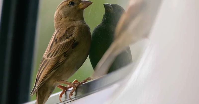 Pencerenize konan serçe aslında size bu mesajı getiriyor Sözcü Gazetesi