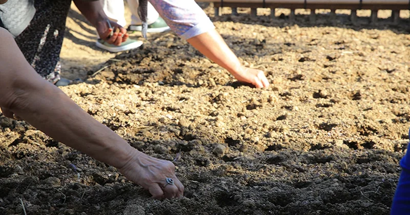 Bir eken üç alıyor: Ürün daha tarladayken kapışılıyor Sözcü Gazetesi