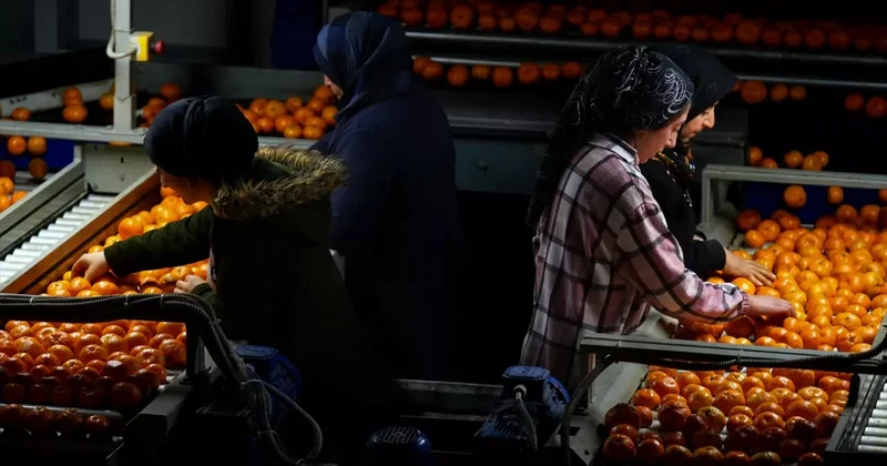 İhracatta yeni rekor: Mandalina satışı 615 milyon dolara yaklaştı