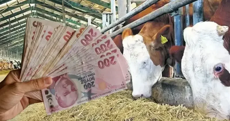 Kırsal bereket hayvancılığa destek hangi hayvan veriyor? Hayvancılık desteği nasıl alınır nereye başvurulur? Son Dakika Haberleri