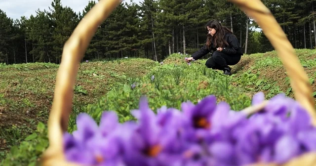 Safran, sarımsak ve kırmızı bibere bilimsel güvence Karabük Haberleri