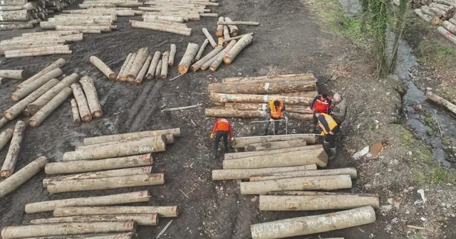 Düzce den 22 bin 310,95 ton orman ürünü ihraç edildi Düzce Haberleri