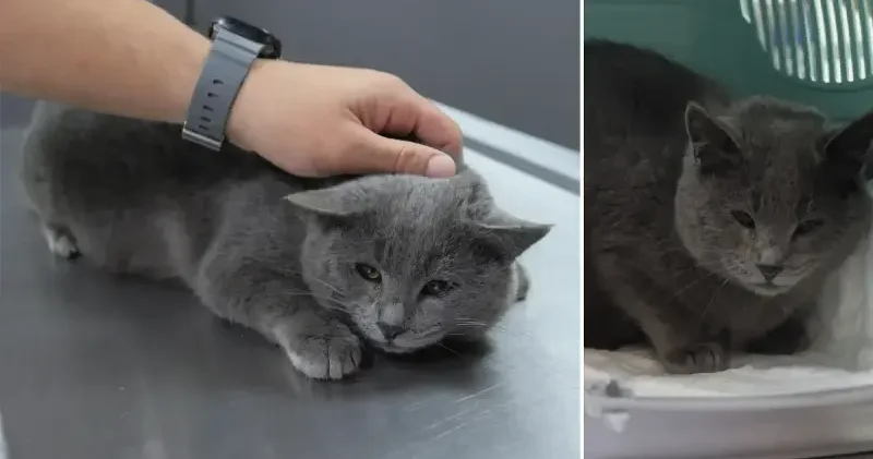 İştahsız kedisini veterinere götürdü: Kelimenin tam anlamıyla şok yaşadık Aktüel Haberleri