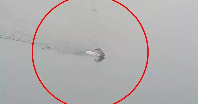 Dağ keçisi baraj gölünü yüzerek geçti; o anlar kamerada