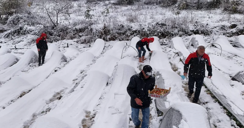 Gören inanamadı: Kar yağışı altında hasat ediliyor, talep yetişmiyor Sözcü Gazetesi