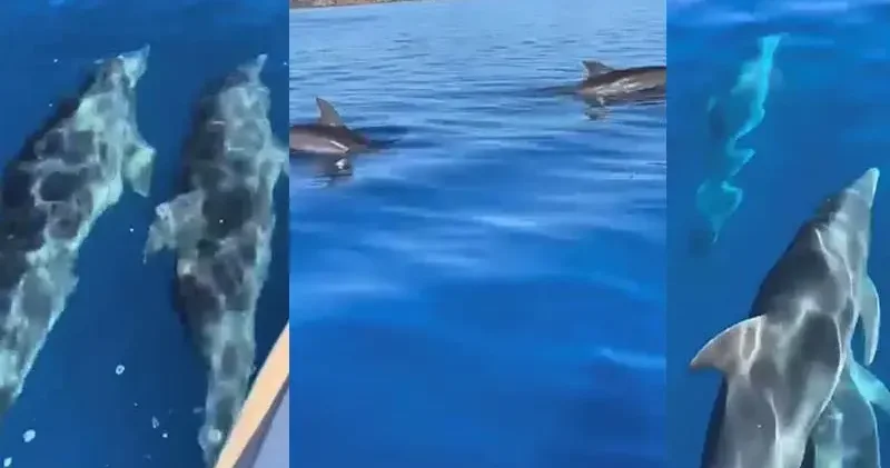 Muğla da teknenin yanında yüzen yunus sürüsü kamerada