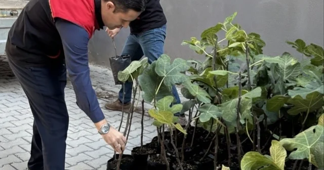 Gömeç te incir üretimini artıracak adım, 499 sertifikalı fidan dağıtıldı Balıkesir Haberleri