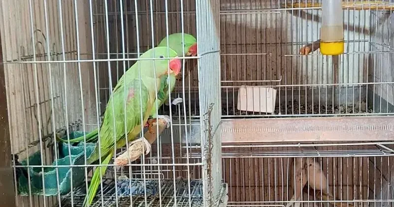 Antalya da 24 papağan ele geçirildi