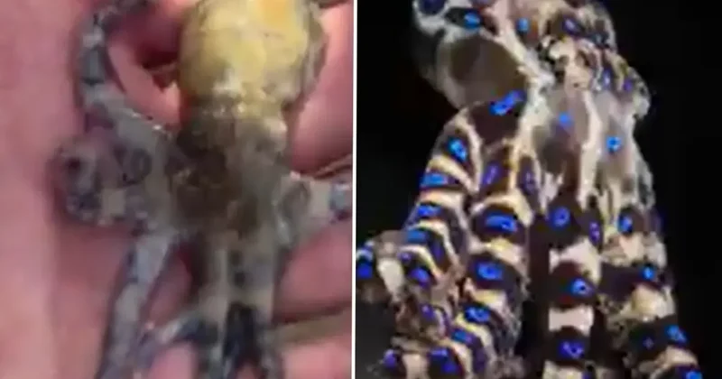 Dünyanın en ölümcül deniz canlılarından birine dokundu