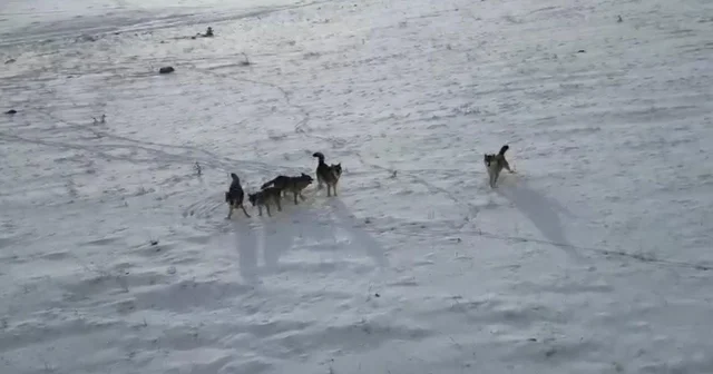 Doğada gezinen kurt sürüsü dron ile görüntülendi Ardahan Haberleri