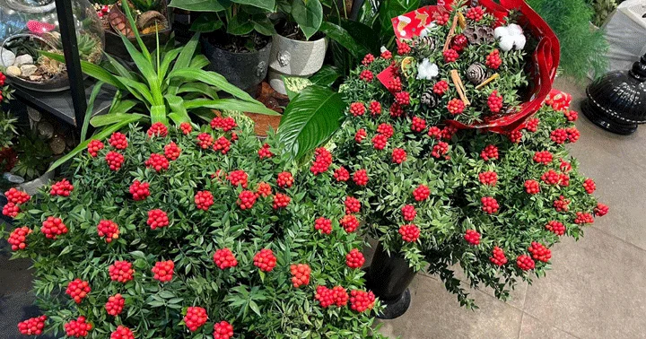 Yılbaşının simgesi kokinaya talepte iki kat artış! Şans ve bereket getirdiğine inanılıyor...