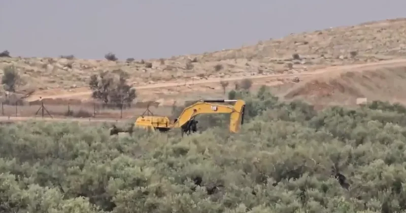 İsrail, güvenlik bahanesiyle 400 zeytin ağacını söktü