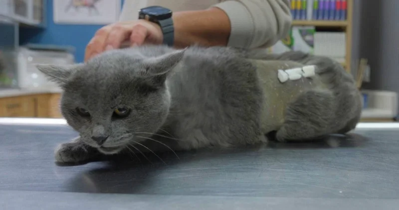 İştahsızlık şikayetiyle veterinere götürülen kedinin kalçasından mermi çıktı