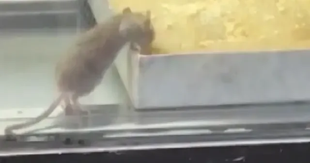 Buca da mide bulandıran görüntüler: Fareler börek tepsileri içinde cirit attı VİDEO İZLE