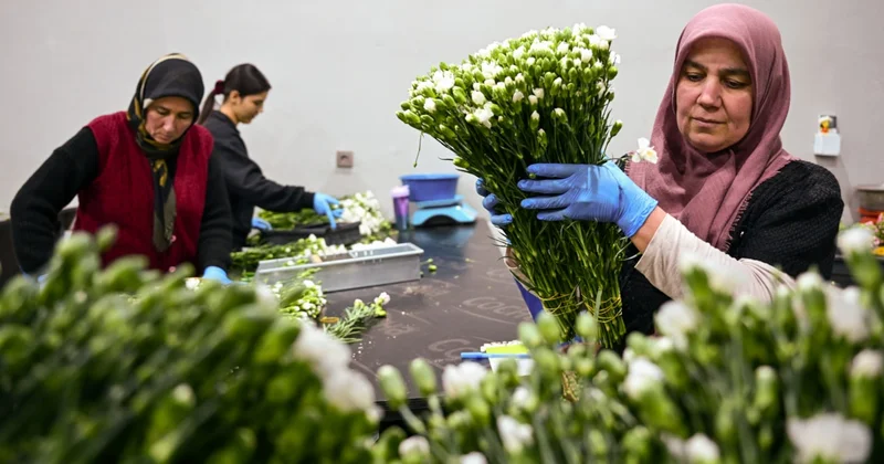 Yılbaşı bereketi çiçek açtı: 35 ülkeye 12 milyon dolarlık ihracat Sözcü Gazetesi