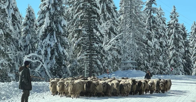 Karla kaplı yaylalarda dönüş yolculuğu Ordu Haberleri