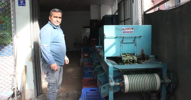 Hasat edilen zeytinler boyuna göre ayrılıyor, fiyatı kaliteyle şekilleniyor Aydın Haberleri