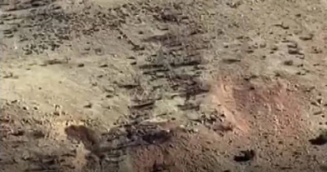 Gercüşlü çiftçilerin domuz tedirginliği Batman Haberleri