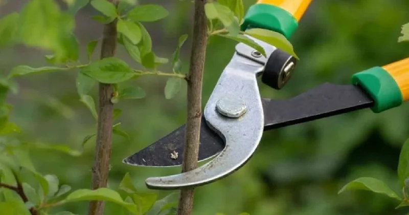 Budama yapılmasa çabuk kurutan bitkiler: Hızla soluyorlar Sözcü Gazetesi