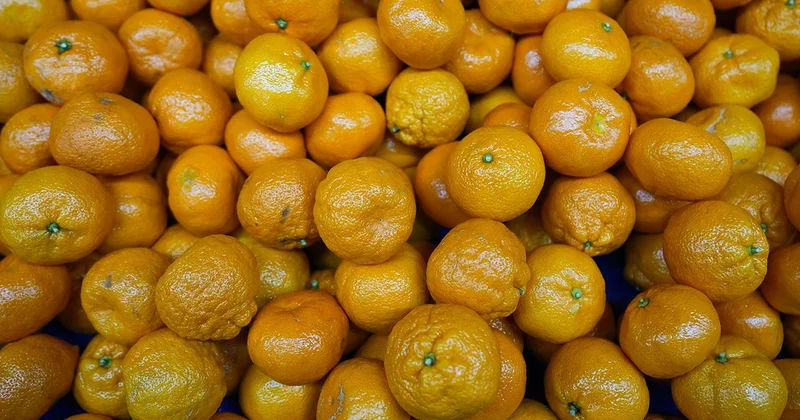 Mandalinada tarihi ihracat rekoru