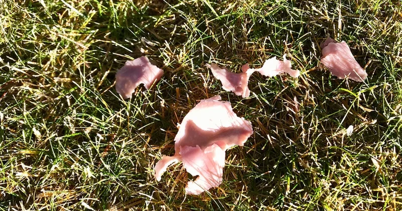 Gökten patır patır et yağan kasaba Sözcü Gazetesi